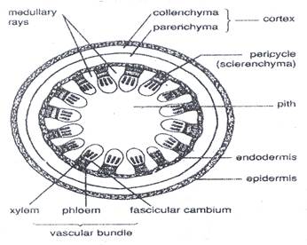 Dicotyledonous Plant DIagram